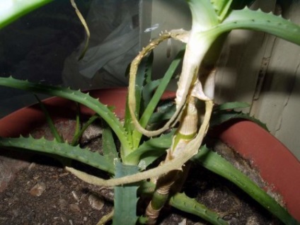 Aloe ellátás és termesztése az otthoni
