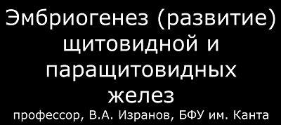 Anatómiája a pajzsmirigy fejlődését (vérellátás) Anatomy of a pajzsmirigy fejlődése