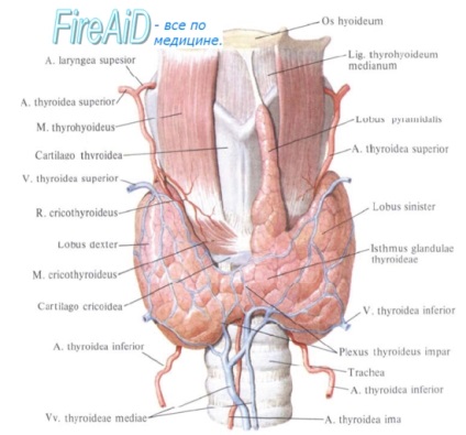 Anatomy of a pajzsmirigy fejlesztés (idegek) Anatomy of a pajzsmirigy fejlődése