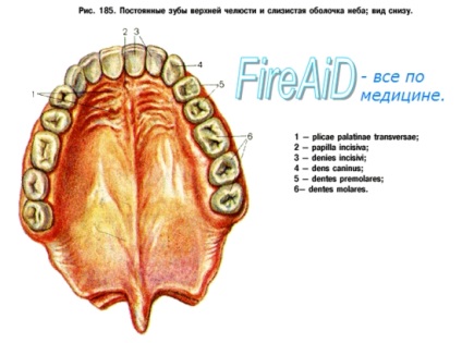 fogak anatómiája
