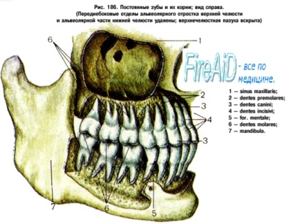 fogak anatómiája