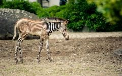 Viccek a kutyák kutyák kutyák kutyák anegdote körülbelül kölykök, viccet állatok kutya szuka