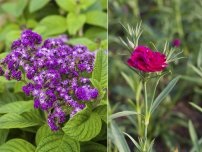Április - az idő az ültetés virágok palántái (master osztály), virágok a kertben (tanya)