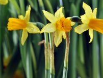 Április - az idő az ültetés virágok palántái (master osztály), virágok a kertben (tanya)