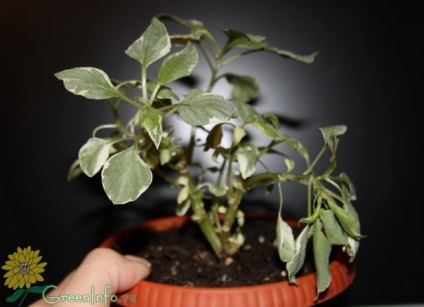 Impatiens - betegségek hatékony kezelésére (betegségek Balsam kép) Impatiens - betegségek hatékony kezelésére