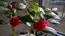 Impatiens - betegségek hatékony kezelésére (betegség) Impatiens - betegségek hatékony kezelésére