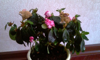 Impatiens - betegségek hatékony kezelésére (pangó talaj betegség) Impatiens - betegségek hatékony kezelésére