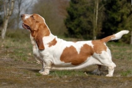 Basset Hound (basset hound) - leírása kutyafajta, fotók, gondozás és a párzási, kölykök és faiskolák