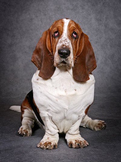 Basset Hound (basset hound) - leírása kutyafajta, fotók, gondozás és a párzási, kölykök és faiskolák