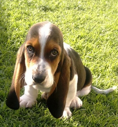 Basset Hound fajta leírás, gondozás és egészségügyi, a természet és fotók