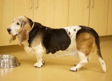 Basset Hound fajta leírás, gondozás és egészségügyi, a természet és fotók