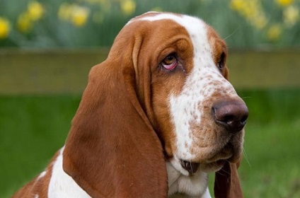 Basset Hound fajta leírás, gondozás és egészségügyi, a természet és fotók