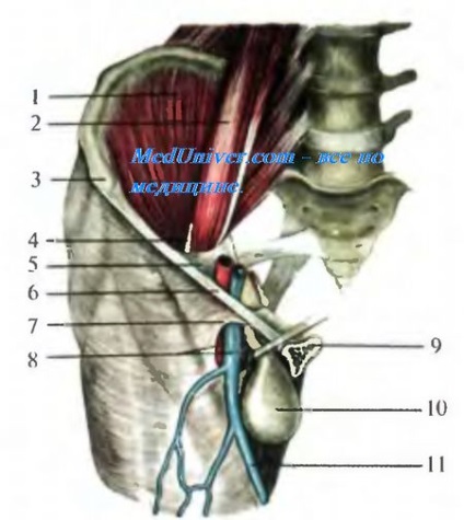 Combcsonti csatornába (canalis femoralis)