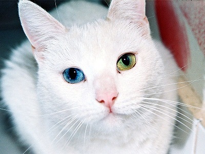 Fehér macska mind a fehér szín
