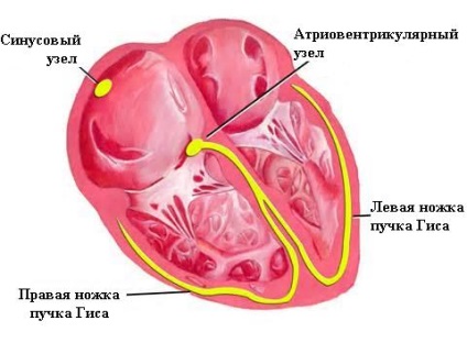 Bradycardia tünetek és a kezelés