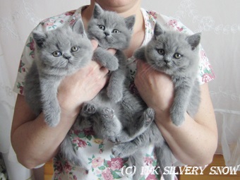 Kiscicák a gyerekszobában brit macska ezüstös hó