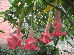 Brugmansia virág termesztés, gondozás