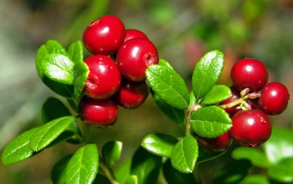 Cranberries hasznos tulajdonságai és felhasználása a népi gyógyászatban