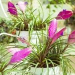 Celosia ültetés és gondozás a nyílt terepen és reprodukciós