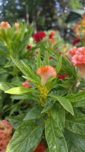 Celosia, növekvő otthon, virágok álom