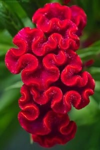 Celosia, növekvő otthon, virágok álom