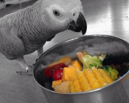 Чим годувати папугу жако, наші пташки