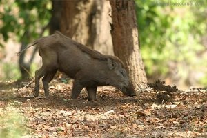 Mit eszik vaddisznó az évszaktól függően, és helyét az állat élőhelyét a csalit (év) Mit eszik vaddisznó az évszaktól függően, és helyét az állat élőhelyét a csalit