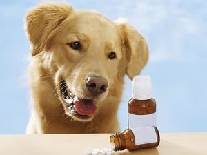 Milyen hasznos és mikor kell beadni vitaminok kutyák 8 in 1 excel