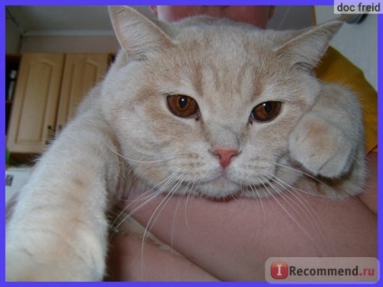 Tisztító por macskáknak Beaphar ápolás por - «áldás Dirt” vásárlói vélemények