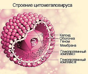 Citomegalovírus (CMV) fertőzés - mi ez, a tünetek a nők és a férfiak