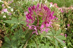Virág fröccsenő pezsgő (Cleomenes) ültetés és gondozás