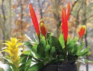 Bromeliad virág, hogyan kell gondoskodni