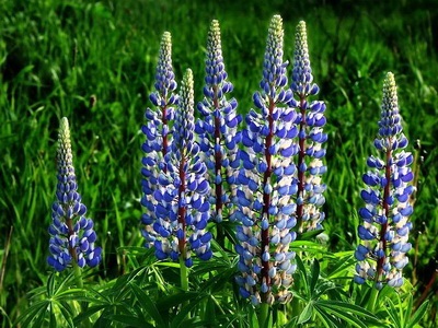 Virág csillagfürt hosszú leírás a növény termesztését - Virágok Enciklopédia
