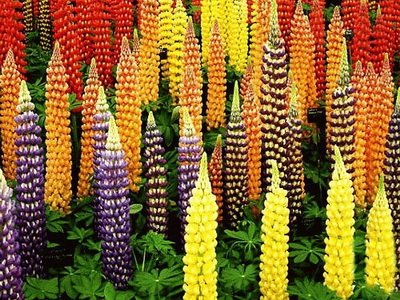 Virág csillagfürt hosszú leírás a növény termesztését - Virágok Enciklopédia
