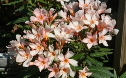 Leander virág ellátást a hazai reprodukció dugvány és magvak fotó színek neveit