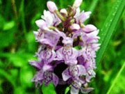 Wild Orchid hasznos szobanövények