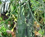Dionaea - Dionaea fotó, termesztési feltételek, ellátás és szaporítása