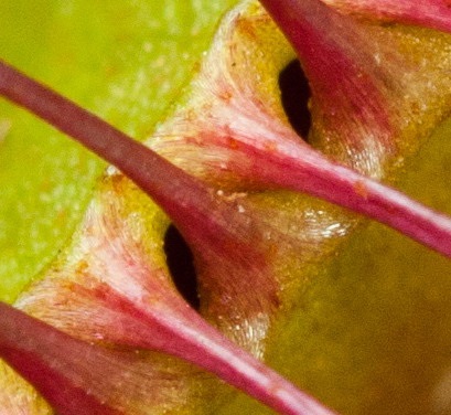 Dionaea - Dionaea fotó, termesztési feltételek, ellátás és szaporítása