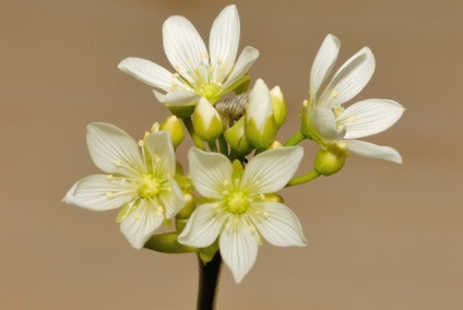 Dionaea - Dionaea fotó, termesztési feltételek, ellátás és szaporítása