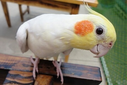 Pet papagáj faj, például az élő