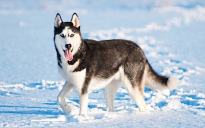 Képzés Husky otthoni nevelése fiatal nemzedék