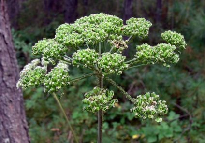 Angelica officinalis (fű Anzhelika) terápiás tulajdonságokat, ellenjavallata Angelica