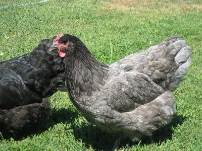 A Jersey Giant - csirke fajták (fotó)