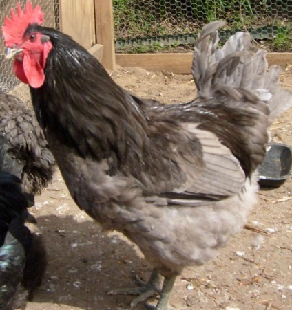 A Jersey Giant - csirke fajták (fotó)