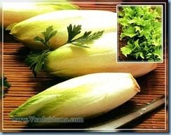 Endívia (cikória saláta) - ültetés és gondozás, hasznos tulajdonságok, a helyszínen a kertben, ház és a szoba