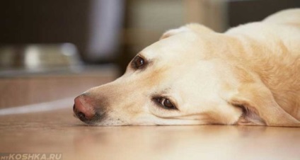 Encephalitis a kutyáknál a tünetek és a kezelés után a kullancsok (encephalitis) Encephalitis a kutyák és a kezelés a tünetek, atkák