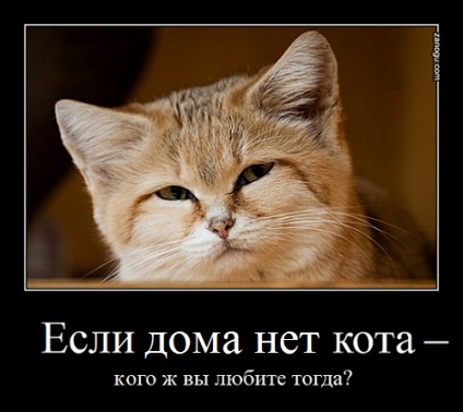 Ha a ház nem macska- verseket macskák, üdvözlet egy évvel macska- ironikus stihi- takaya_no_ne_fsya-