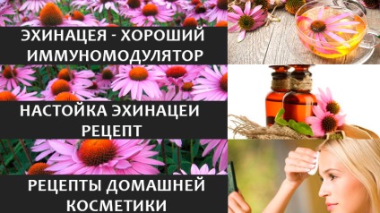 Echinacea - Health & Beauty