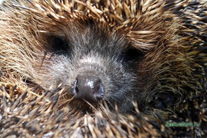 Hedgehog az országban, a következő országok közül