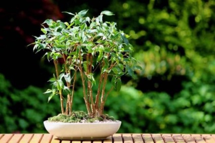 Ficus benjamina leírása az előnyöket és a hátrányokat, ápolási otthon (téli, nyári), transzplantáció,